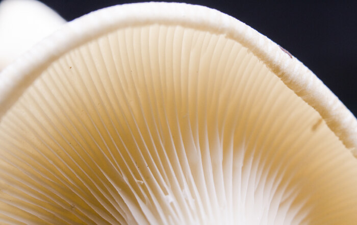 Macro shot of a mushroom