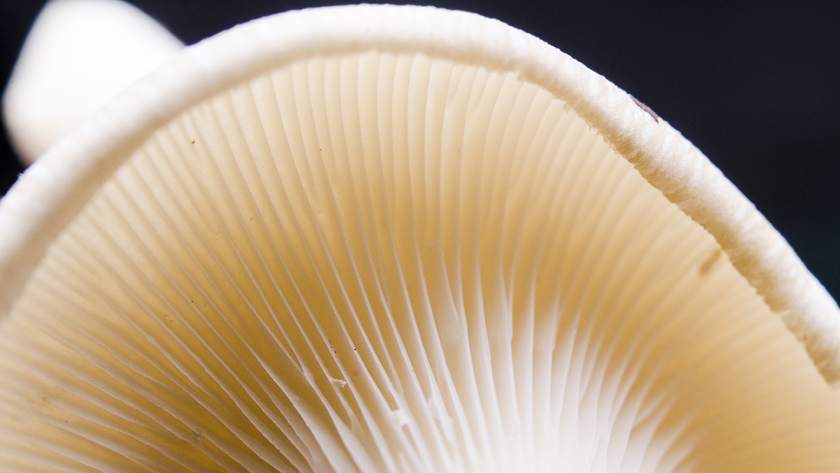 Macro shot of a mushroom