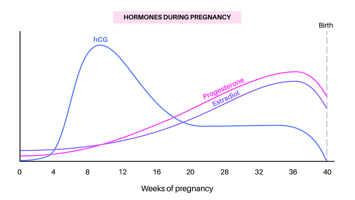 A graph showing the rise and fall of hormones hCG, progesteron, and estradiol during the 40 weeks of pregnancy